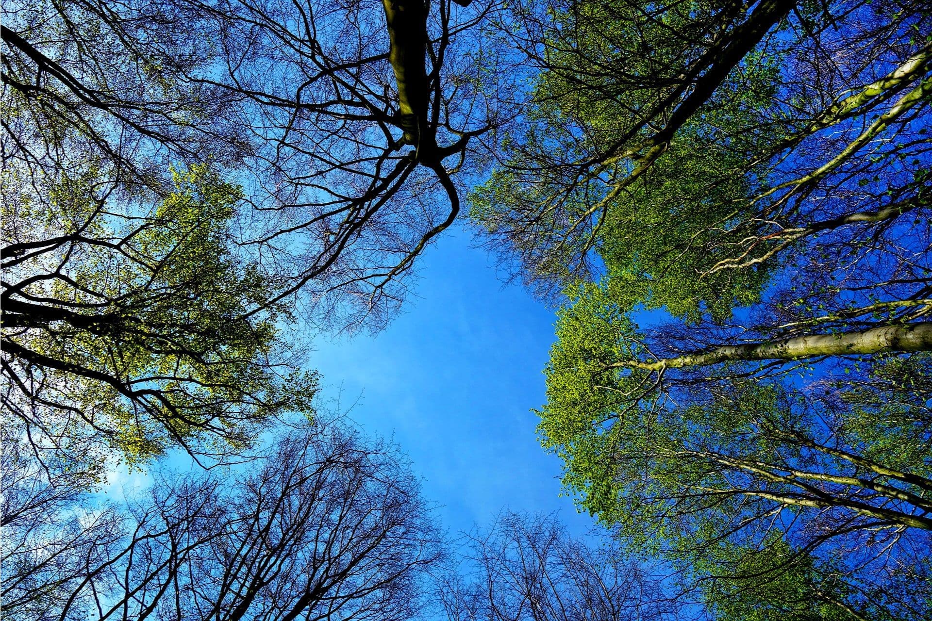 tree-g7a9ab02f7_1920.jpg