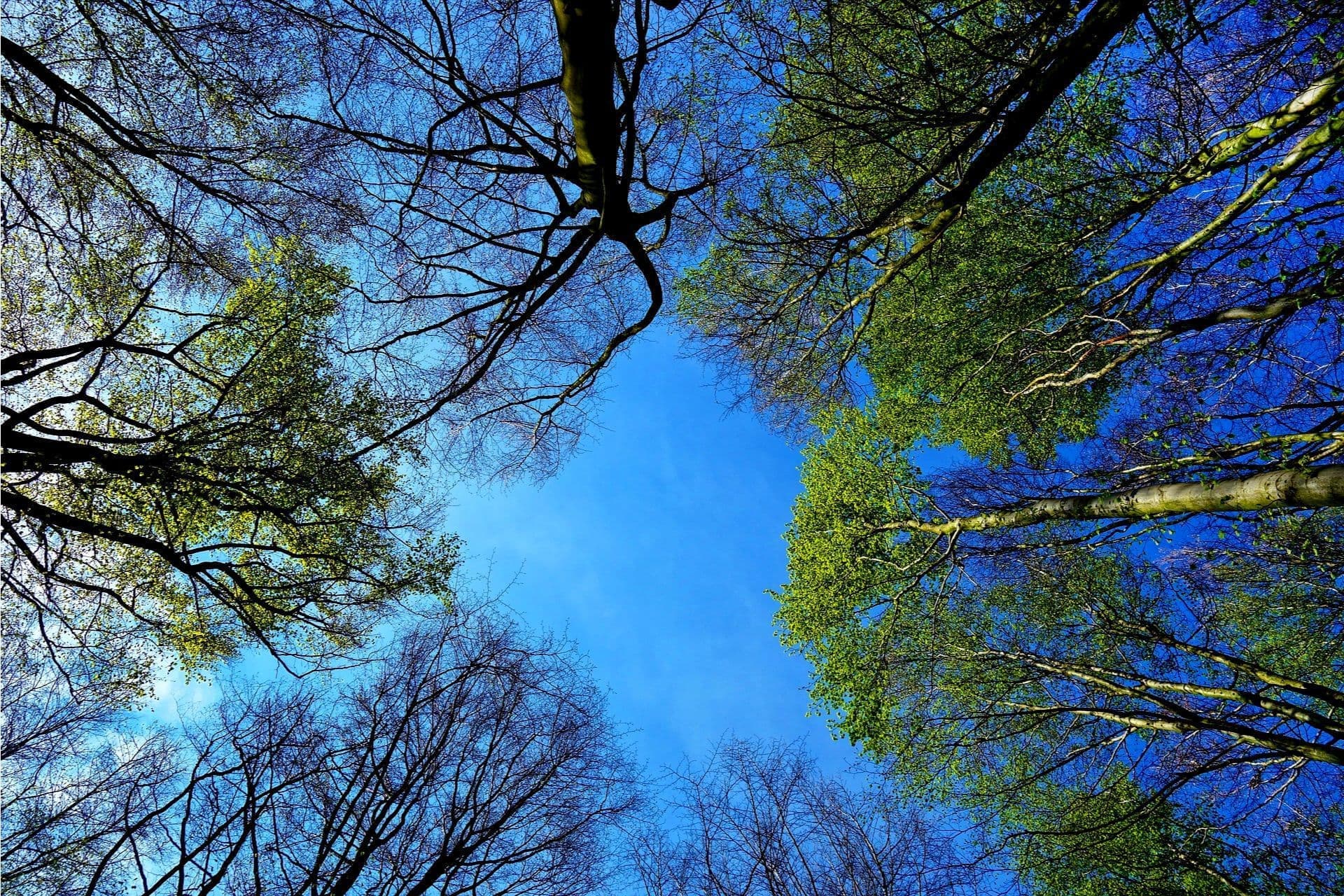 tree-g7a9ab02f7_1920.jpg